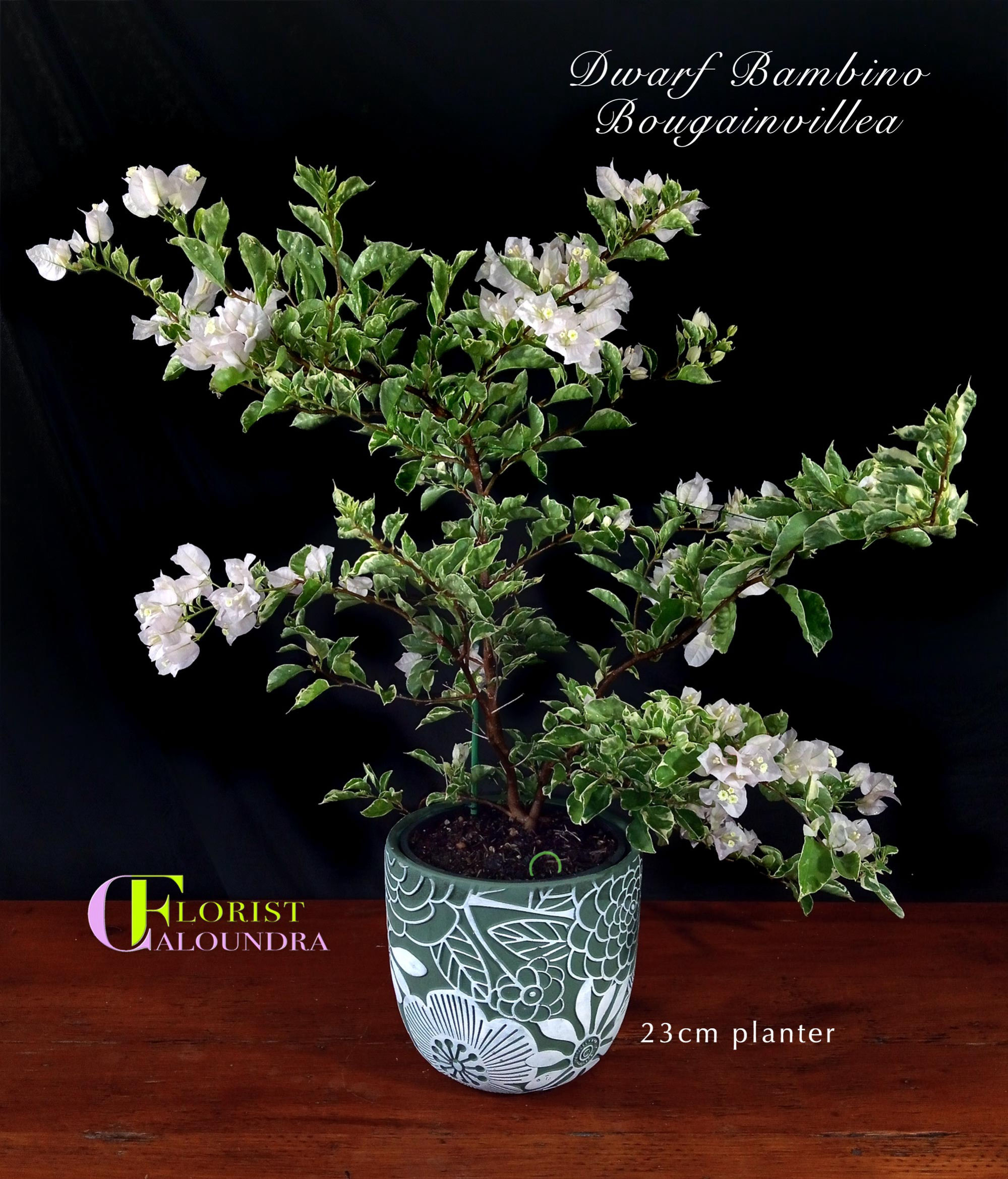 DWARF BAMBINO BOUGAINVILLEA in 23cm PLANTER