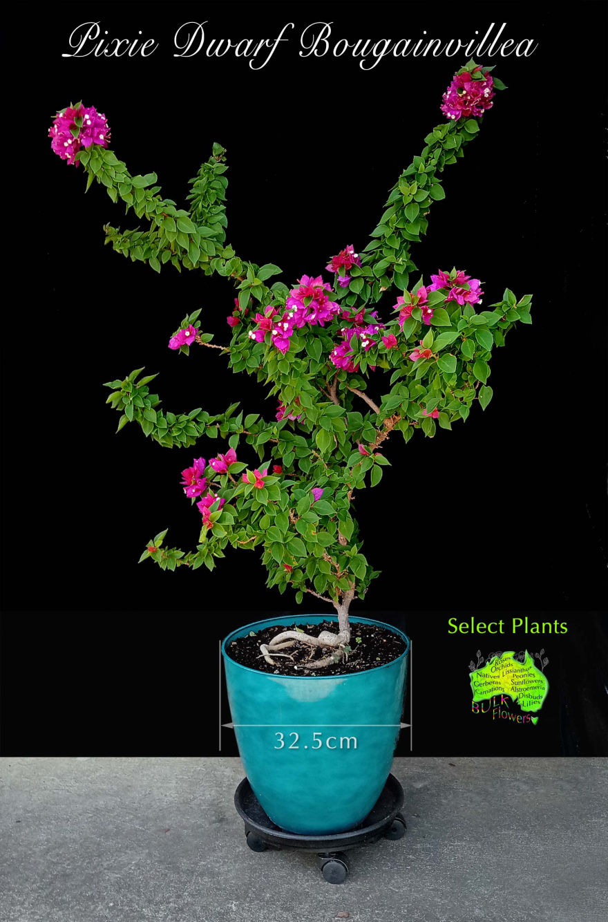 DWARF BOUGAINVILLEA