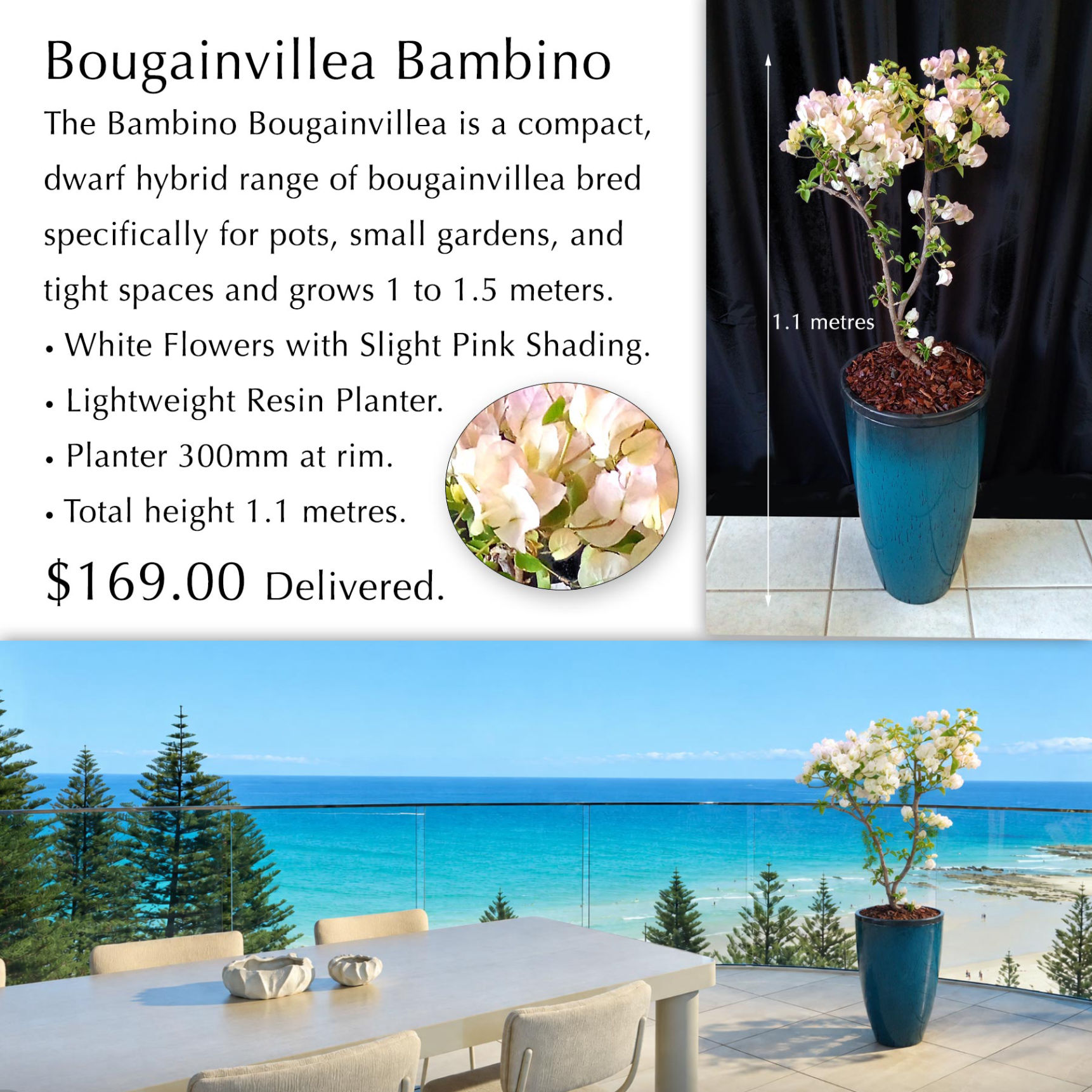 DWARF BAMBINO BOUGAINVILLEA in 30cm PLANTER