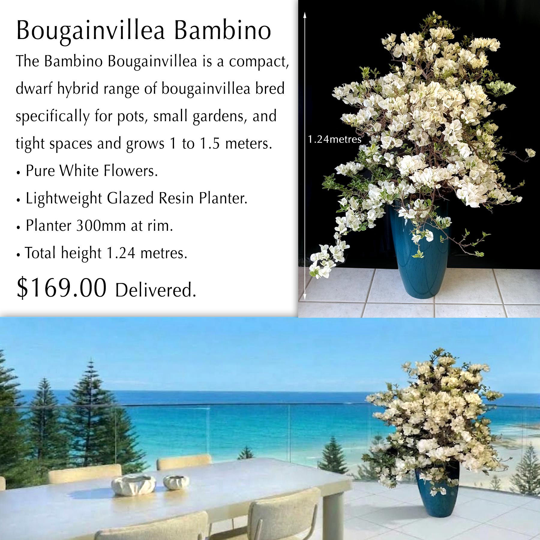 DWARF BAMBINO BOUGAINVILLEA in 30cm PLANTER