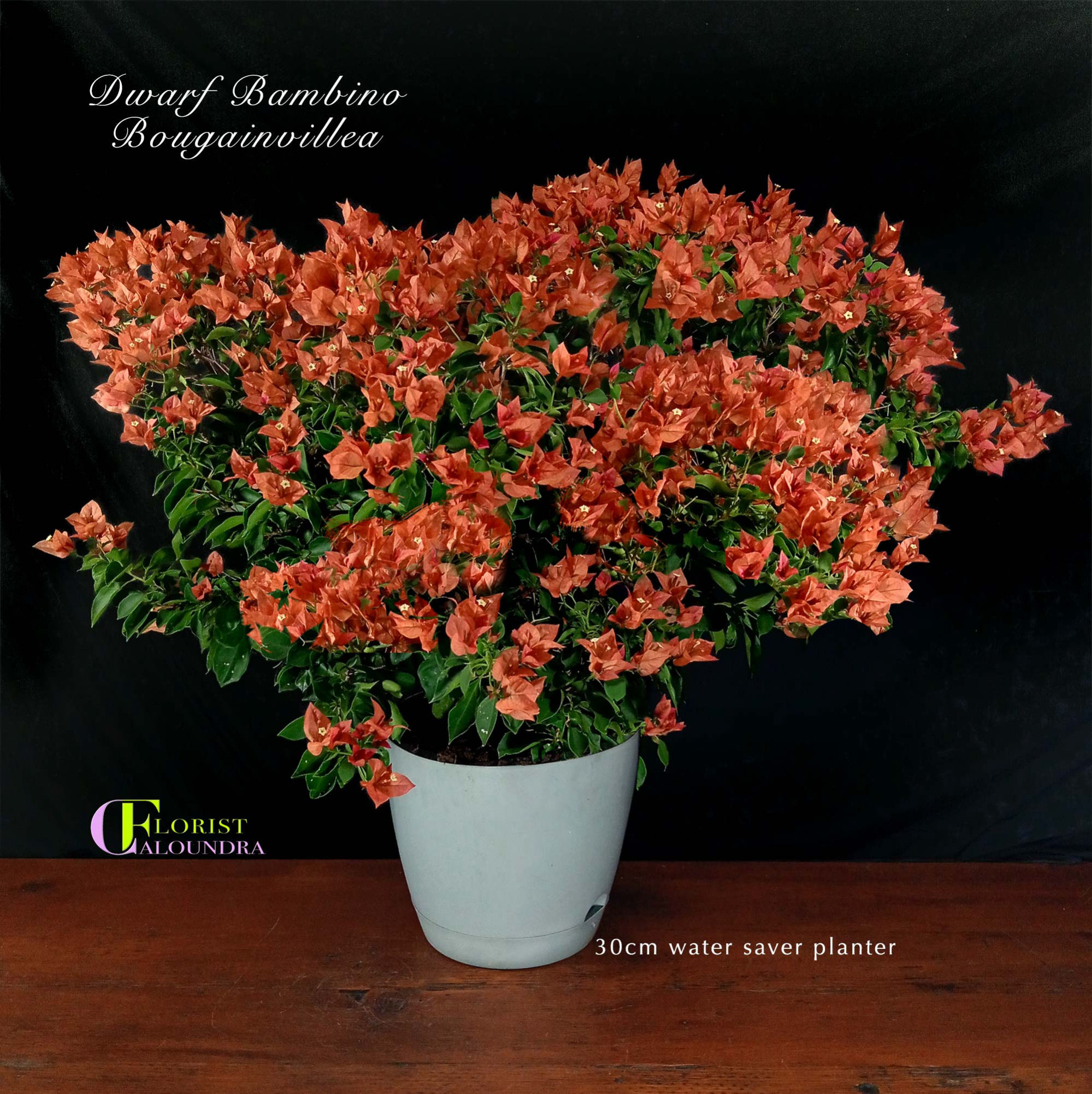 DWARF BAMBINO BOUGAINVILLEA in 30cm PLANTER