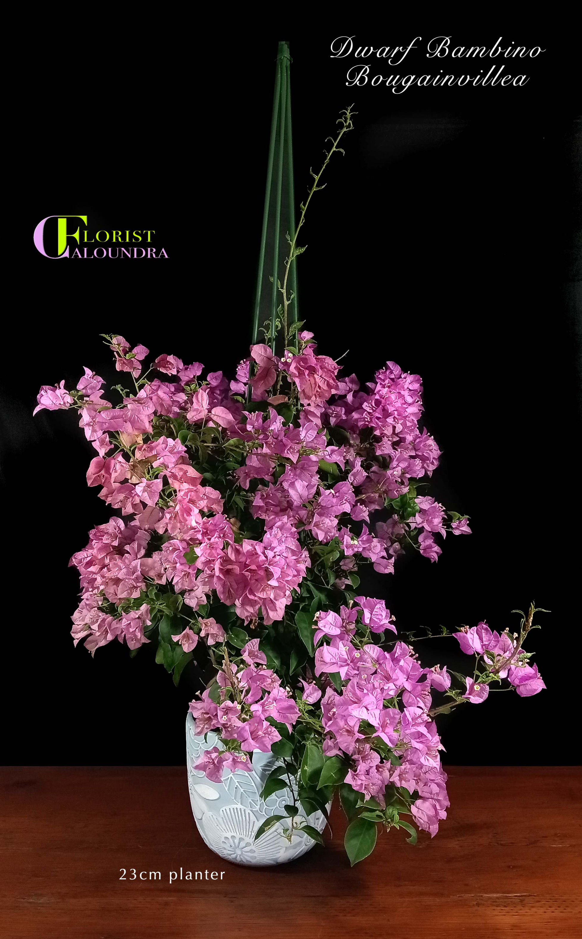 DWARF LILAC BOUGAINVILLEA in 23cm PLANTER