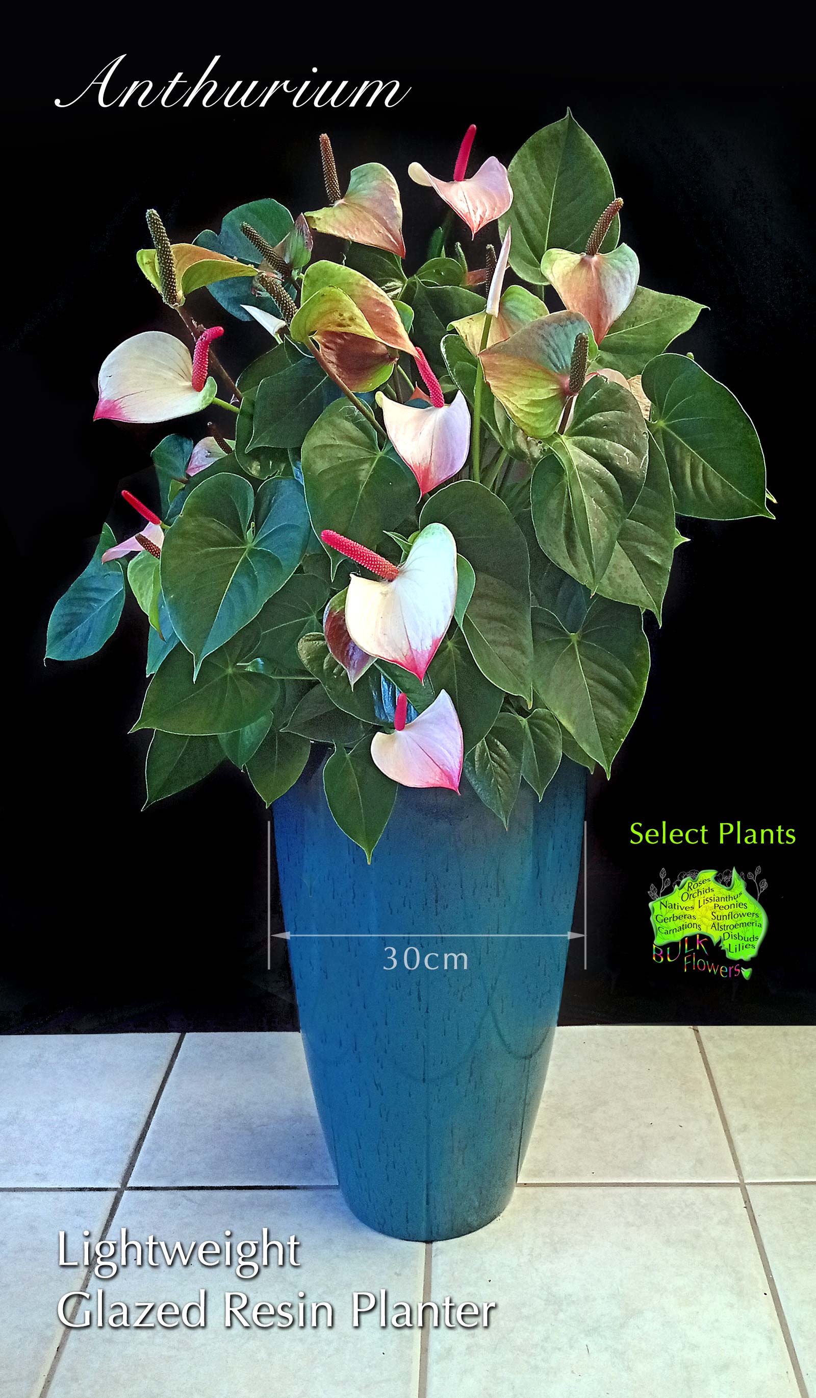 WHITE and PINK ANTHURIUM