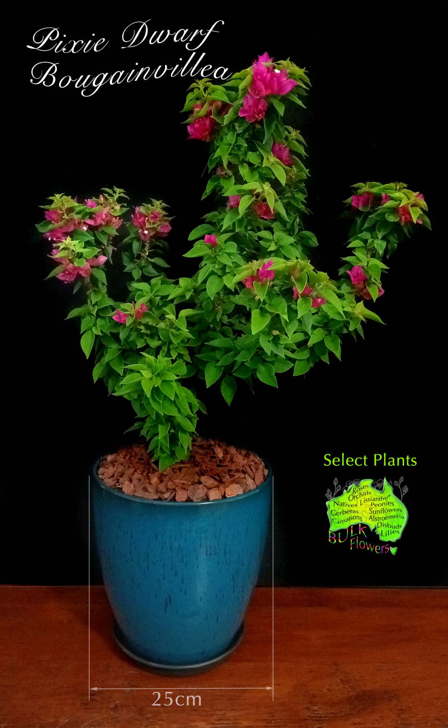DWARF BOUGAINVILLEA