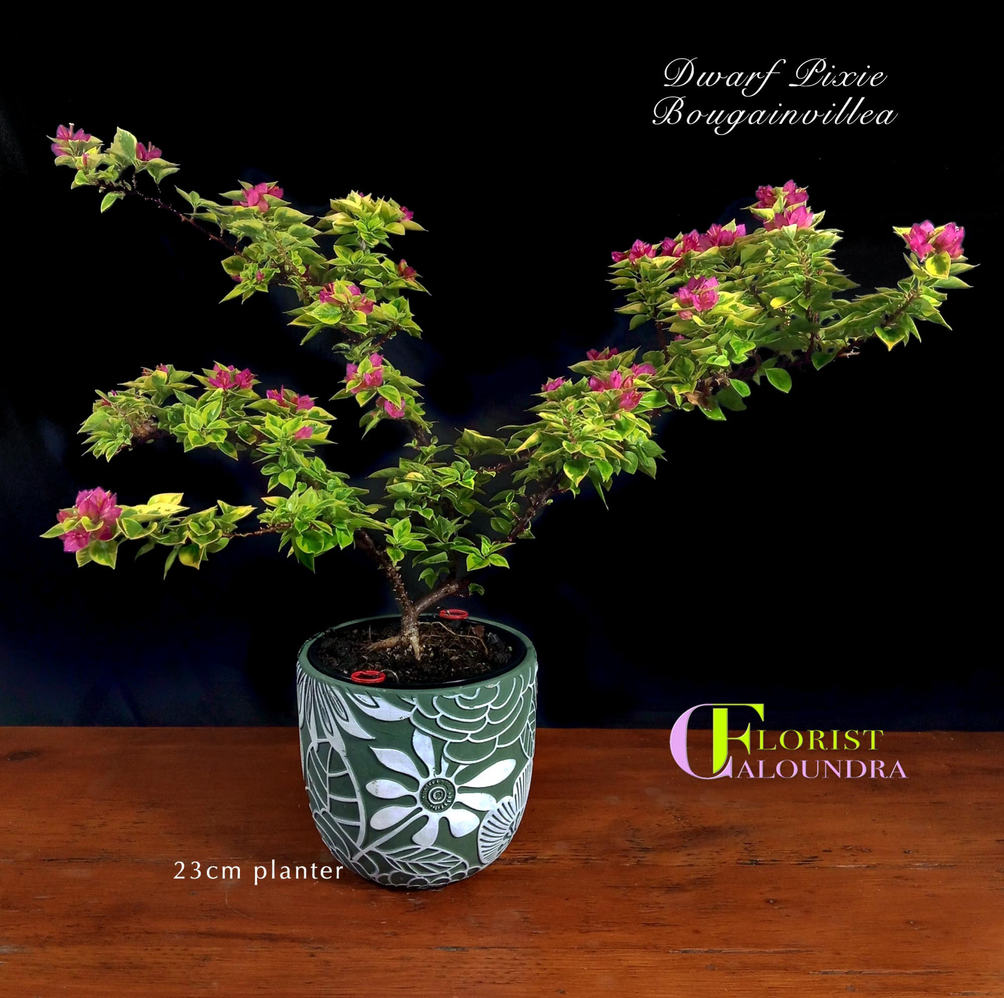 DWARF PIXIE BOUGAINVILLEA in 23cm PLANTER