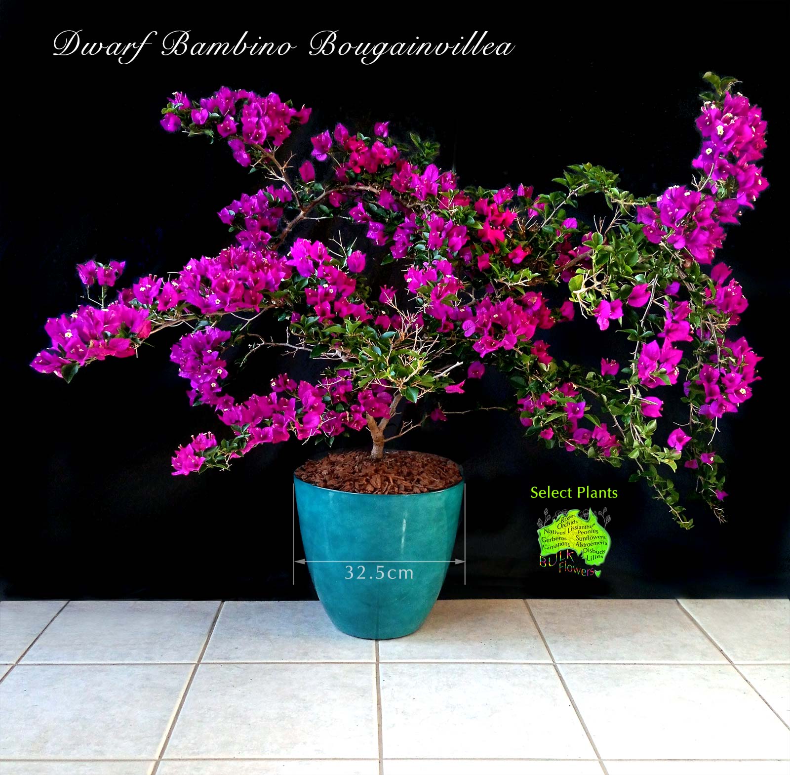 PURPLE BAMBINO BOUGAINVILLEA