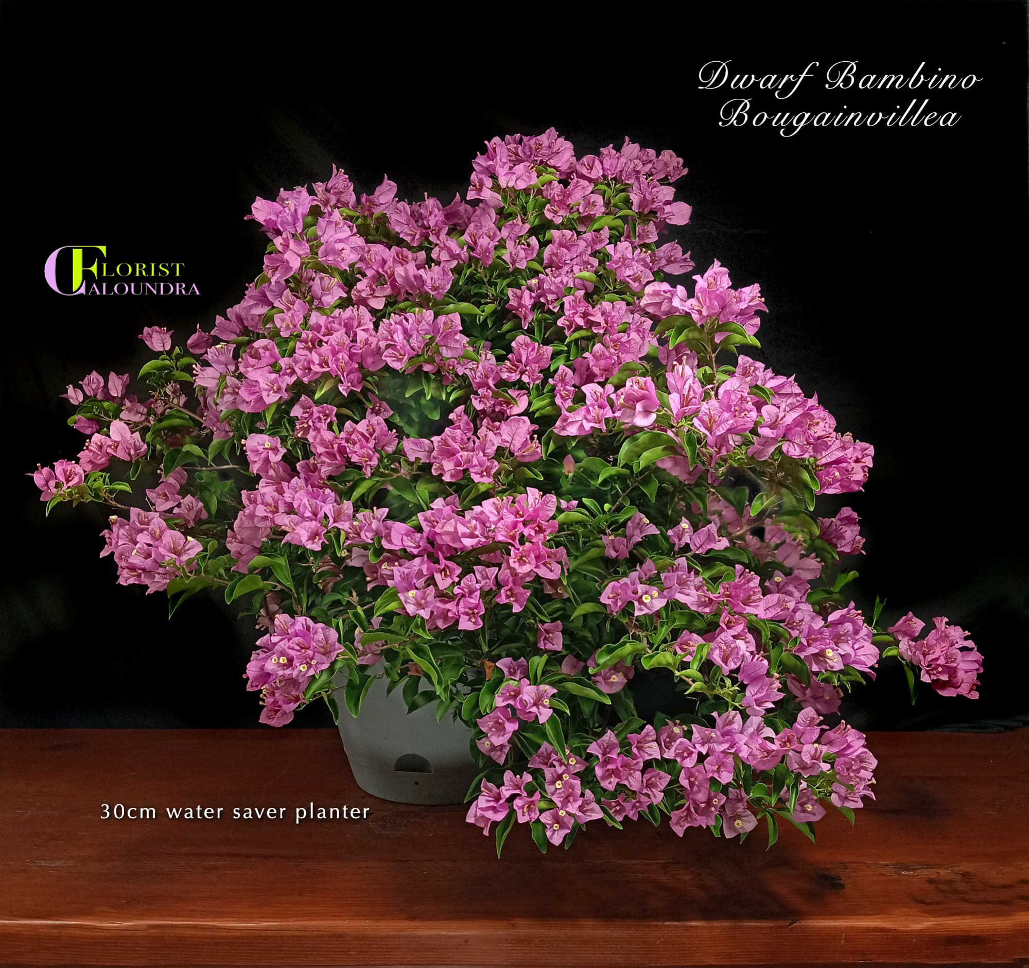 DWARF BAMBINO BOUGAINVILLEA in 30cm PLANTER