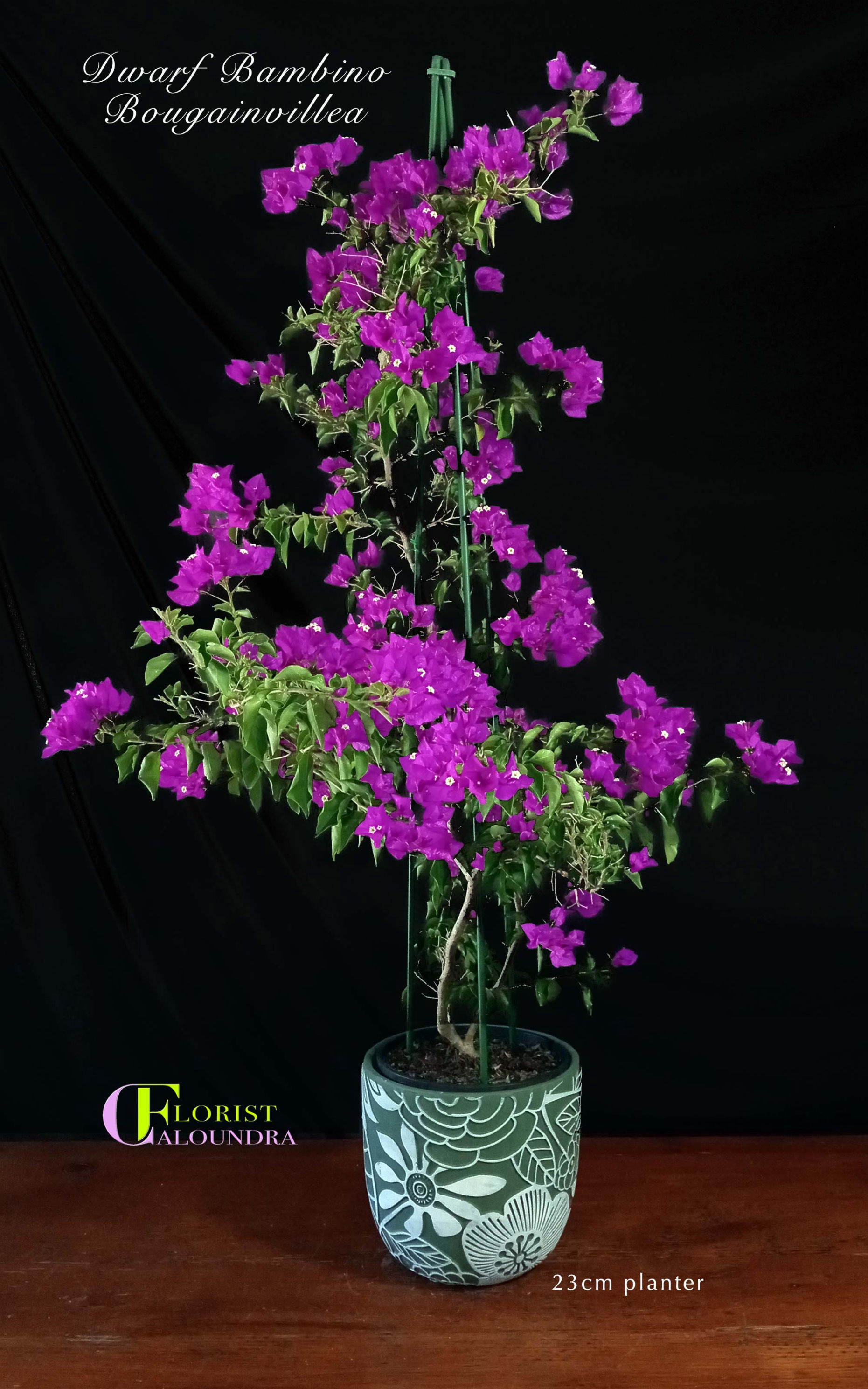 DWARF BOUGAINVILLEA in 23cm PLANTER