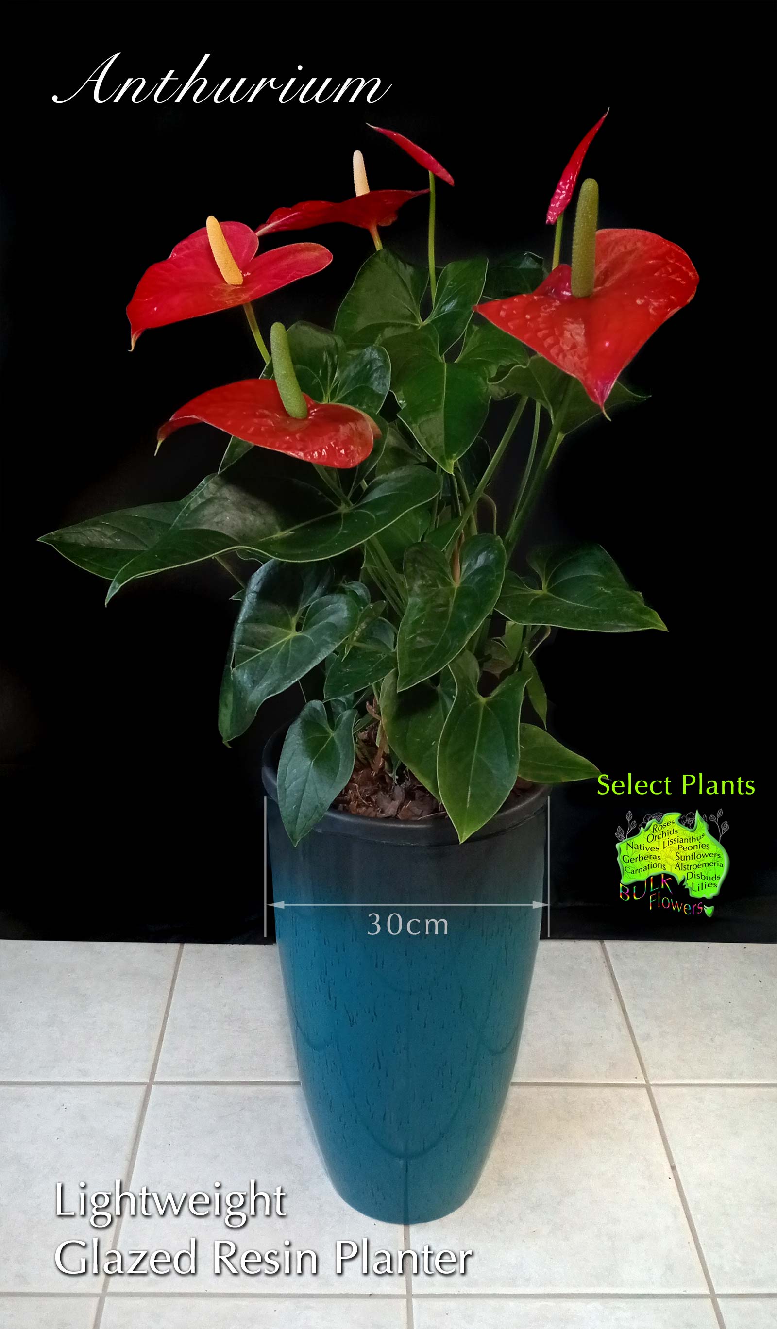 RED ANTHURIUM