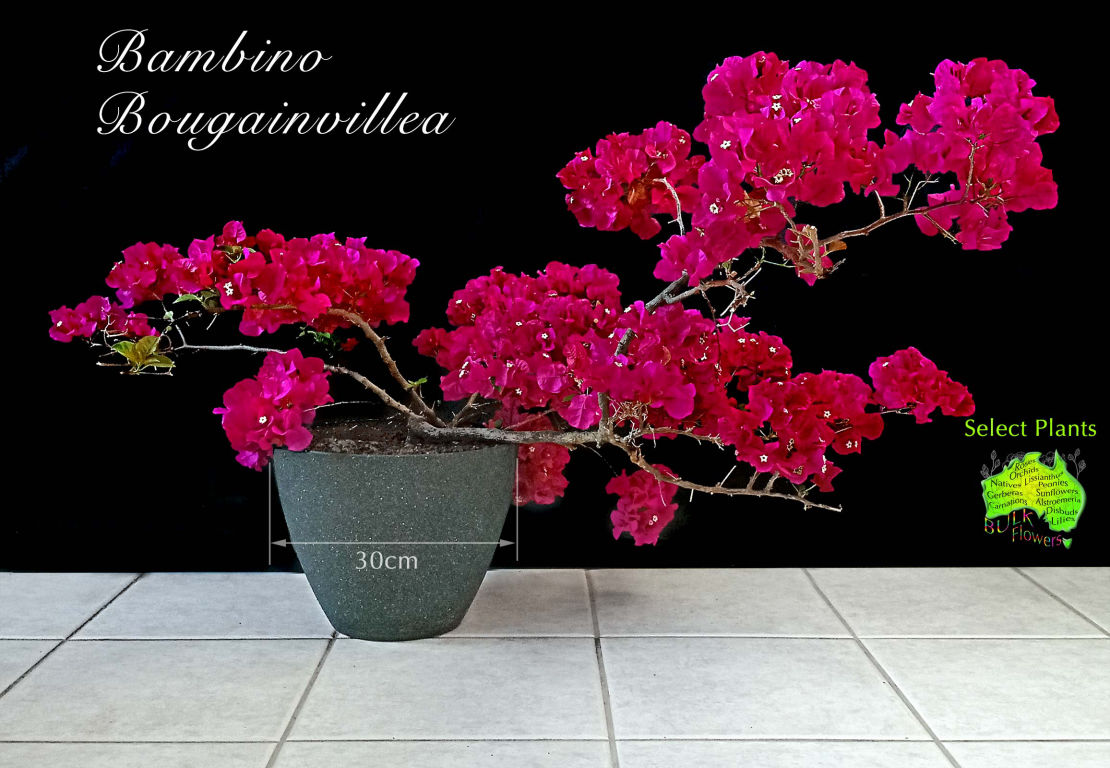 BAMBINO BOUGAINVILLEA