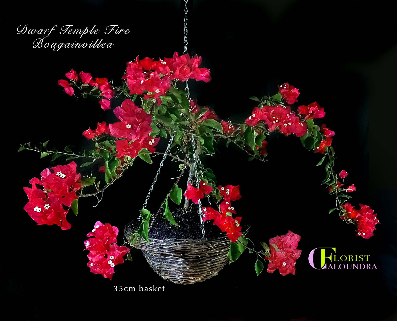 DWARF BOUGAINVILLEA